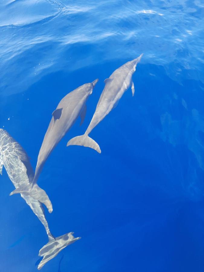 Blue Shark Divers ブナケン エクステリア 写真