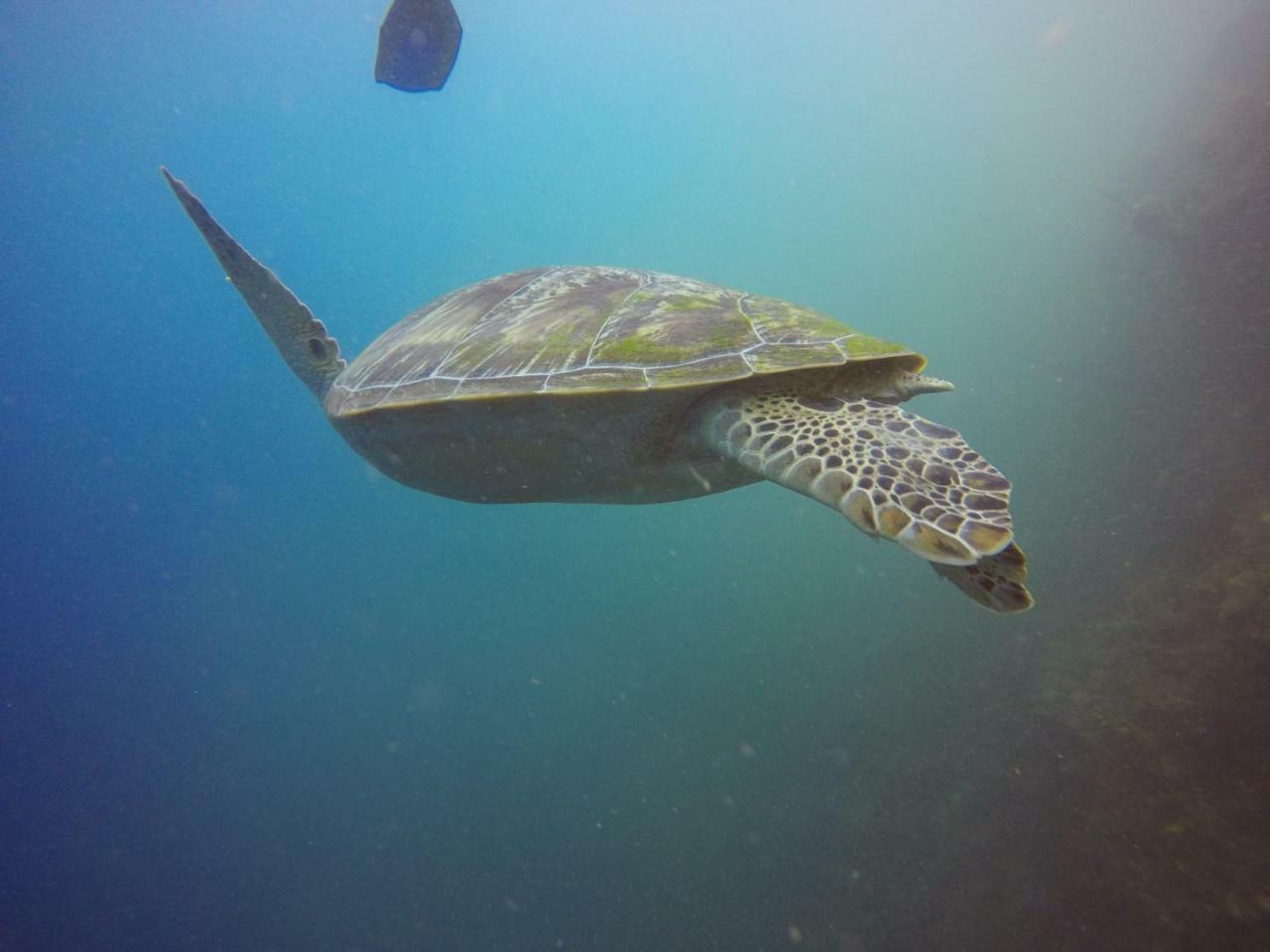 Blue Shark Divers ブナケン エクステリア 写真