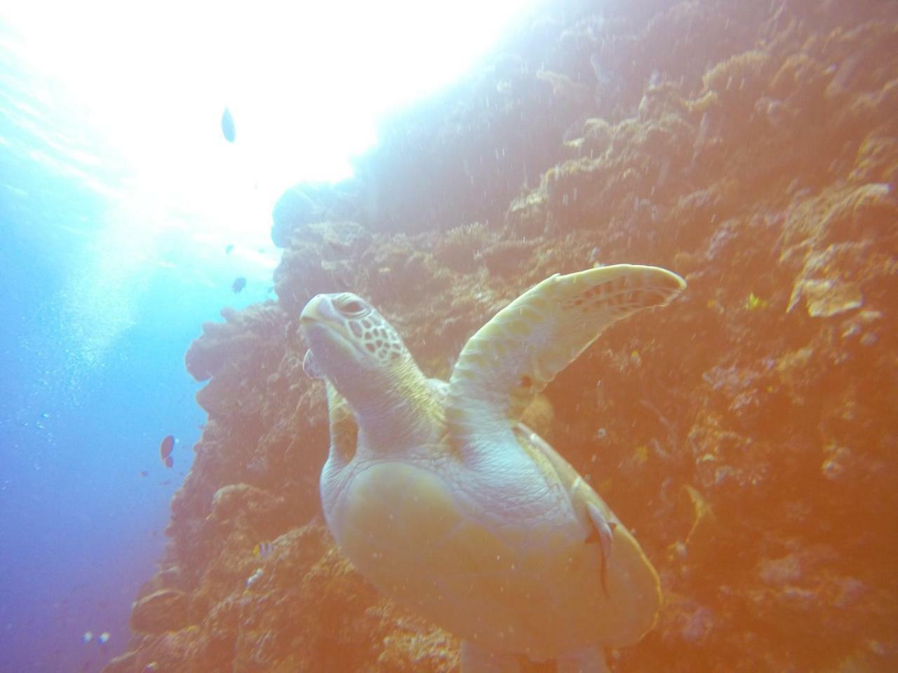 Blue Shark Divers ブナケン エクステリア 写真